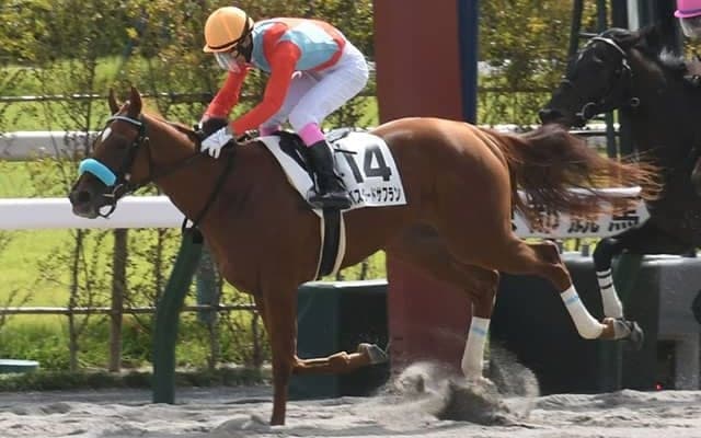 【京都6R新馬戦結果】マジェスティックウォリアー産駒のバスタードサフランがデビューV！