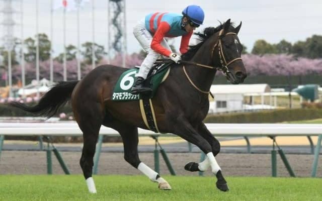 オパールSは道悪巧者の一発期待 重賞勝ち馬が波乱の使者になる