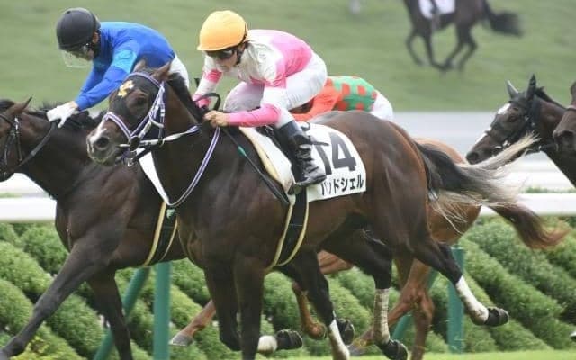 【京都4R新馬戦結果】バンドワゴン産駒のバンドシェルが差し切りV！