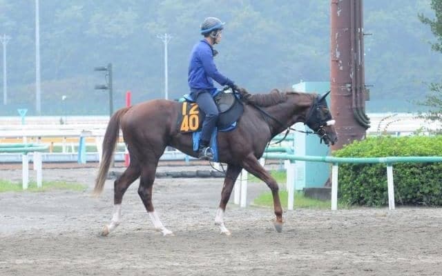 叔父にドゥラメンテ「前向きに走るタイプ」のボーモンド/関東馬メイクデビュー情報