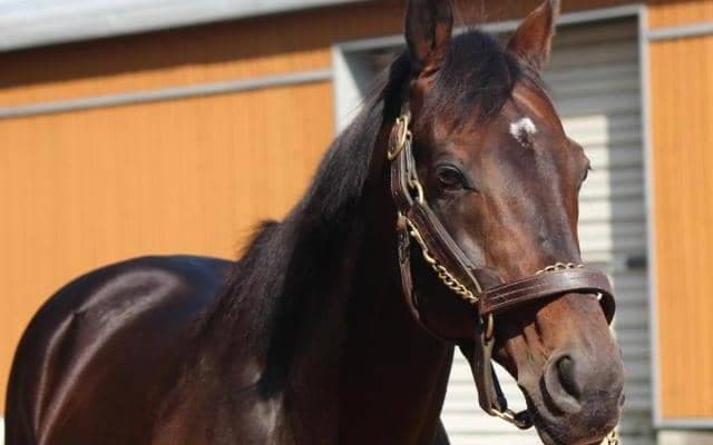 史上最速JRA通算1000勝の衝撃から8年 この秋に注目のディープ産駒は？