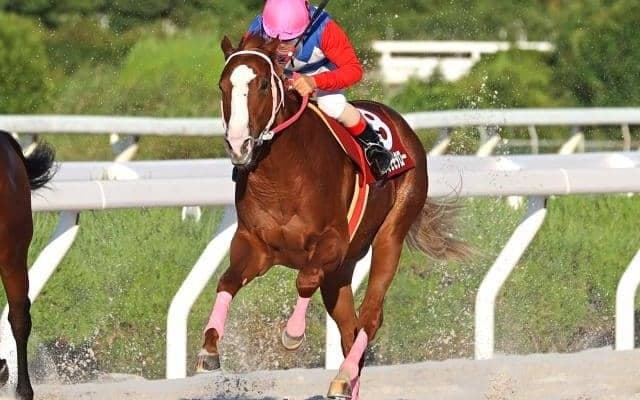 【園田・ネクストスター園田結果】マミエミモモタローが無傷の4連勝で重賞3勝目！