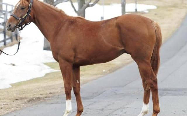 【JRA新馬戦】プログノーシスの半弟オルドヴァイなどがデビュー