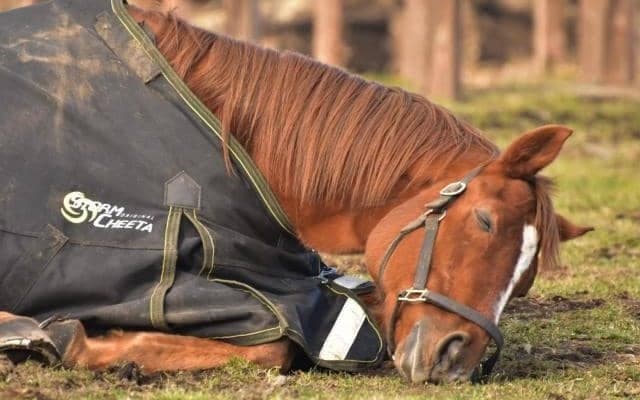 アドマイヤジャパンが大阪にやってくる！ 「Yogibo Store 大阪御堂筋本町店」に登場