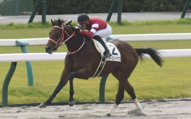 【京都4R新馬戦結果】リアルスティール産駒のフォーエバーヤングが圧勝！