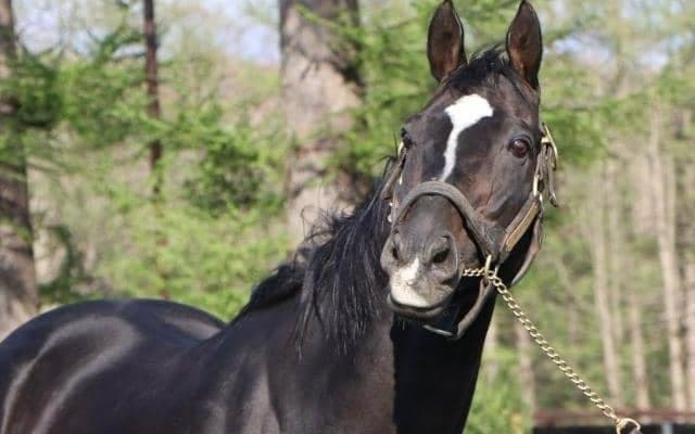 ハーツクライ産駒がJRA通算1500勝達成！ 史上7頭目の快挙