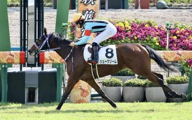 【新馬/京都4R】ファインニードル産駒 シュークリームが7馬身差圧勝