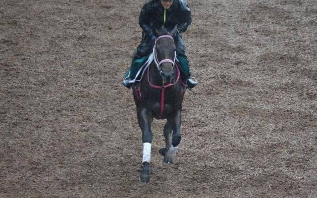 近親にサリオスやサラキア 良血馬らしい動き見せたサロニコス/関西馬メイクデビュー情報