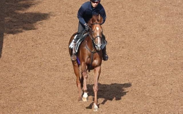 シヴァースなど、先週の入厩情報/栗東トレセンニュース