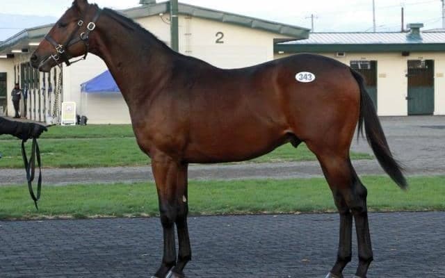 2日間の総取引額11億円超える 北海道市場オータムセール