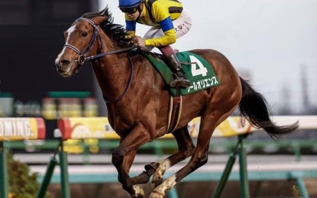 【菊花賞枠順確定】皐月賞馬ソールオリエンスは7枠14番、ダービー馬タスティエーラは4枠7番