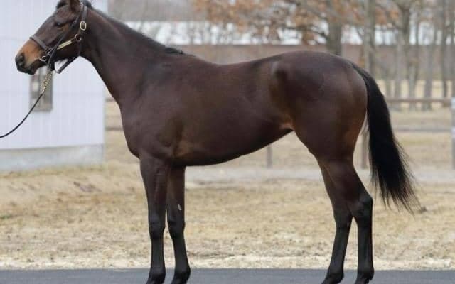 【JRA新馬戦】ステラヴェローチェの半弟ヴィスマールなどがデビュー