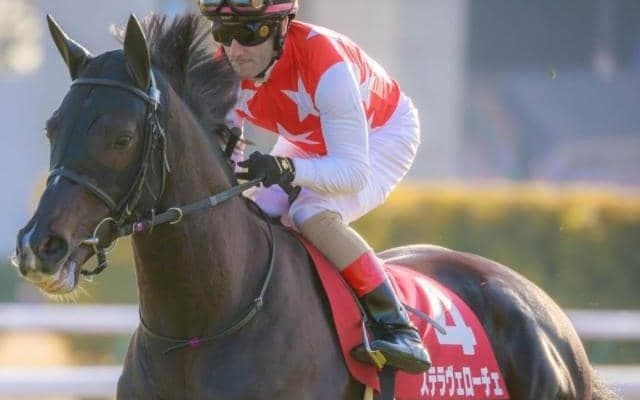 富士Sで久々復帰のステラヴェローチェ 平地重賞の最長ブランクV記録目指す