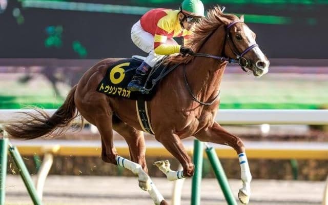 【スワンS想定馬・騎手】トウシンマカオ、グレナディアガーズなど20頭