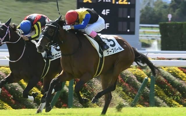 【京都4R新馬戦結果】ブリックスアンドモルタル産駒のケーブパールが差し切りV！