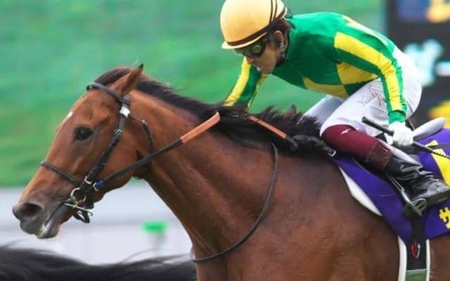 4年前の菊花賞2着馬サトノルークス ブラジルCでダートに初挑戦