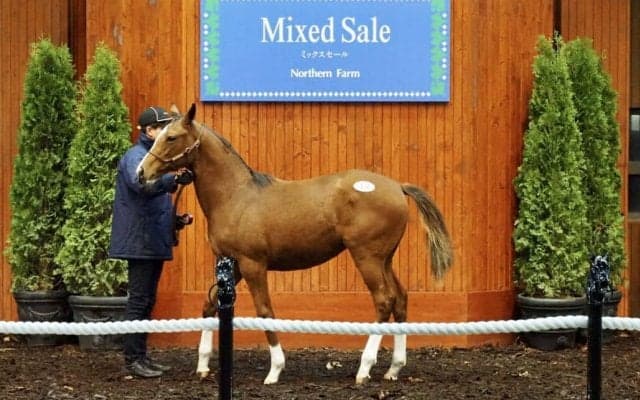 【ミックスセール2023】モーリス産駒が6200万円で落札…アウェイクの23