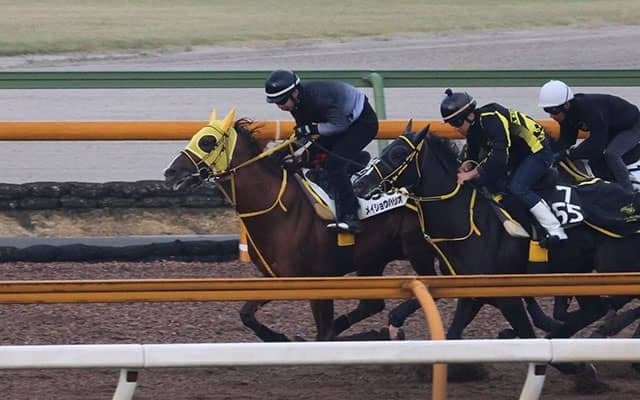 メイショウハリオ、JBCクラシック1週前追い切り速報/栗東トレセンニュース