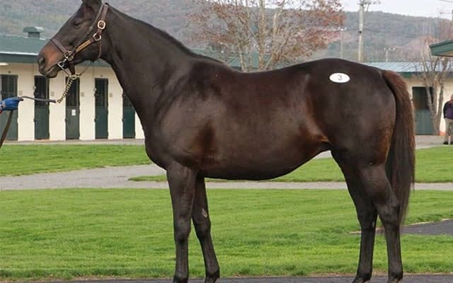 母ピンクカメオのディープ産駒馬に最高額 (株)ジェイエス主催の「繁殖馬セール」