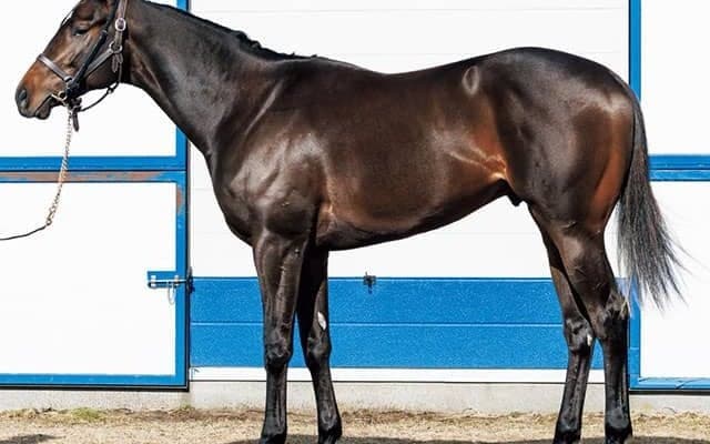 【JRA新馬戦】スキルヴィングの半妹ジークルーネなどがデビュー