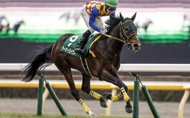 【AR共和国杯想定馬・騎手】テーオーロイヤル、アフリカンゴールドなど20頭