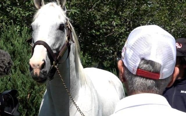 「おかげで人生変わったわ」 今浪隆利さんがゴールドシップに1年ぶりの再会