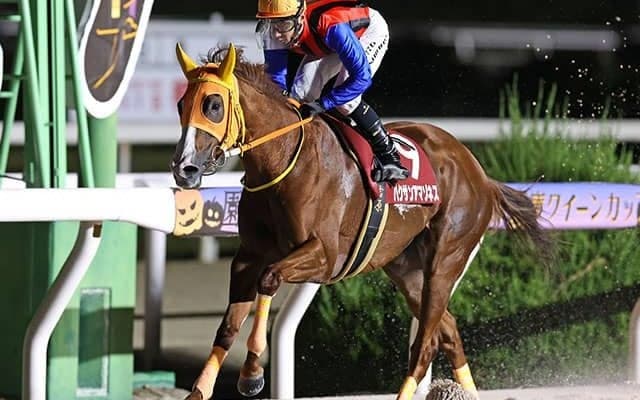 【園田・兵庫クイーンC結果】金沢のハクサンアマゾネスが勝ち、重賞19勝目を挙げる