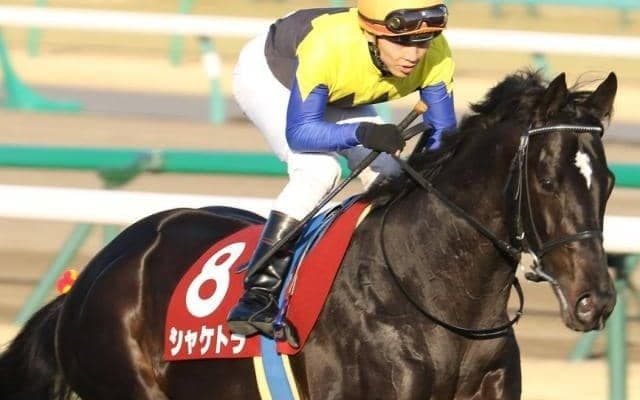 伯父はシャケトラ 良血スワーヴリチャード産駒が新馬勝ちなるか