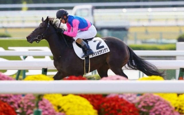 【新馬/京都4R】ダノンレジェンド産駒 メイショウザンゲツがデビューV