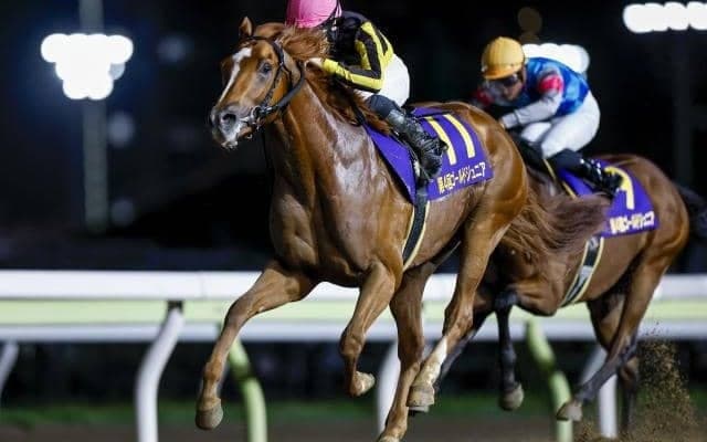 【大井・ハイセイコー記念枠順】ゴールドジュニアを制したクルマトラサンは6枠6番、無傷4連勝中のダテノショウグンは8枠11番