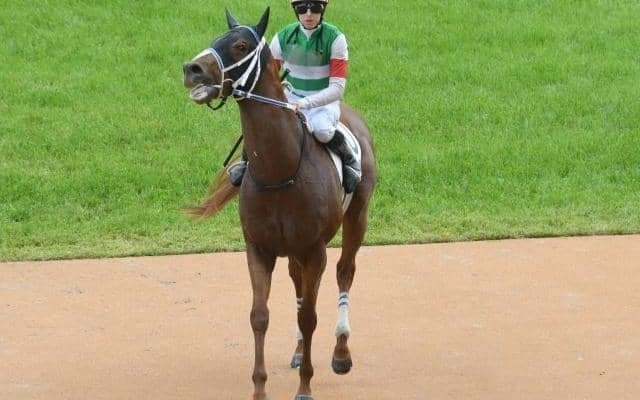 【みやこS見どころ】無傷4連勝中のセラフィックコールが重賞初挑戦