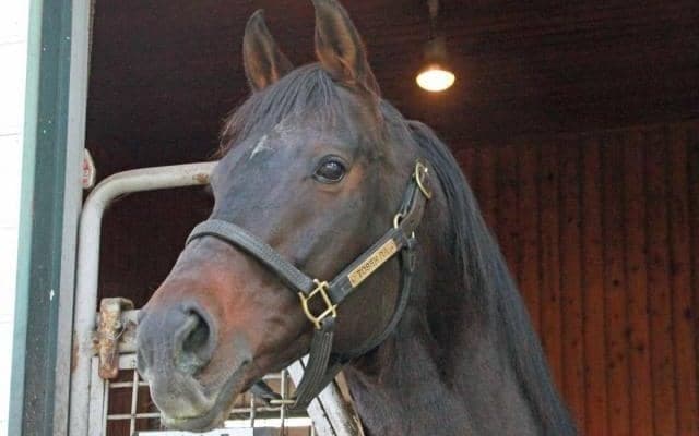 トーセンラーがエスティファームへと移動 国内シャトル種牡馬として活躍