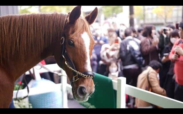 2日間で1万人の行列！アドマイヤジャパンがYogibo Storeに登場