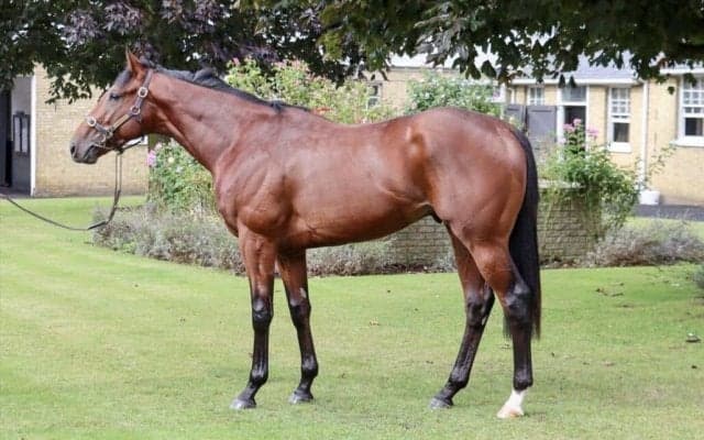 【海外競馬】キーファーズ所有 ソーデュースがニューマーケットでデビュー