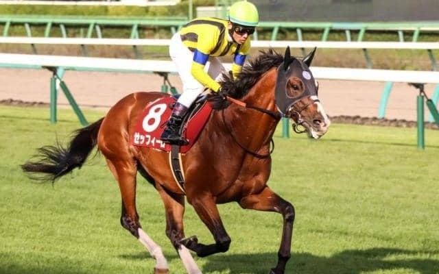 【AR共和国杯】上位人気が想定されるゼッフィーロが抽選突破 鞍上はJ.モレイラ騎手