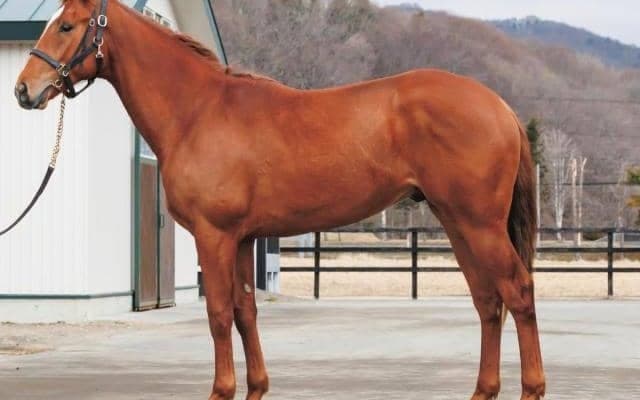 仏セールにて約3億円で落札 凱旋門賞馬ソットサスの全弟など/今週のJRA新馬戦