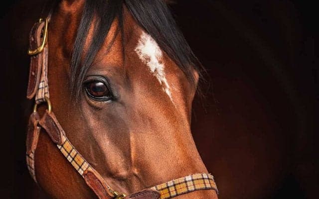 【ファンタジーS／全頭診断】「経験値も十分で死角の少ない馬」　混戦を断つ軸馬候補