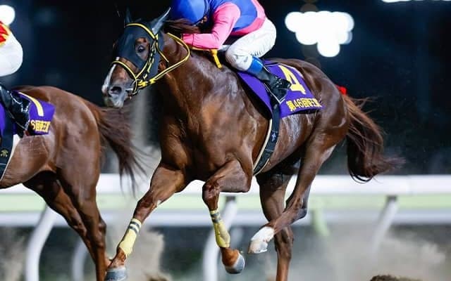 大井は任せろ！ メイショウハリオがJBCクラシック初制覇狙う