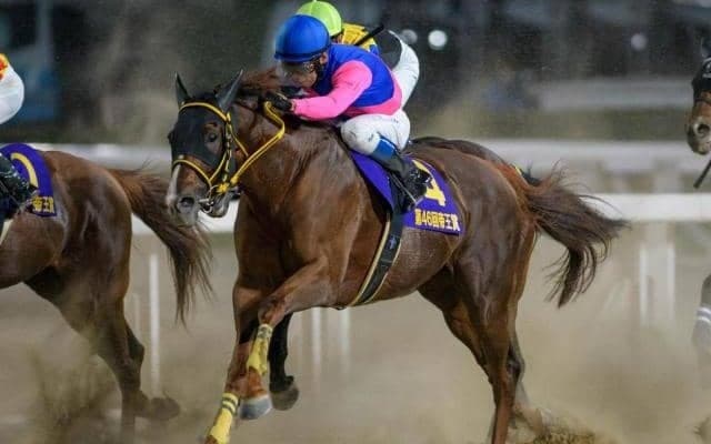 【JBCクラシック注目馬】メイショウハリオがJpnI・4勝目飾るか 