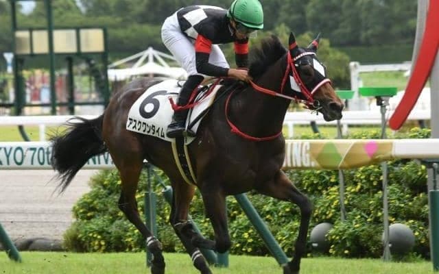 【京王杯2歳S枠順確定】コラソンビートは6枠7番、アスクワンタイムは8枠11番