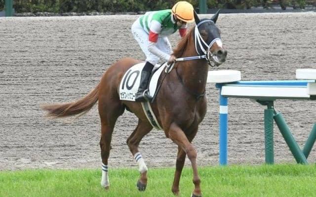 【みやこS枠順確定】セラフィックコールは8枠15番、ウィリアムバローズは7枠14番