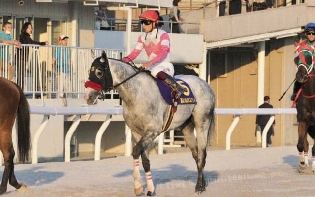 【JBCスプリント】リュウノユキナは3着…ダンシングプリンス落馬でカラ馬の影響も