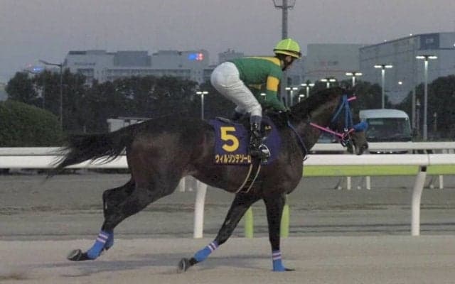 【JBCクラシック】菅原明「馬にとって良い経験になれば」ウィルソンテソーロは5着