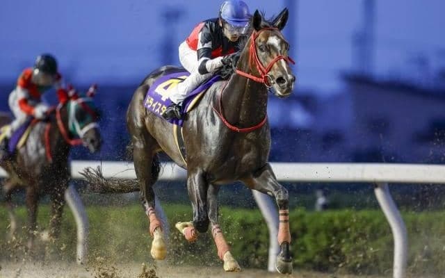 【武蔵野S想定馬・騎手】ドライスタウト、ステラヴェローチェなど17頭