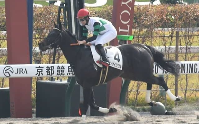 【京都6R新馬戦結果】ホッコータルマエ産駒のエイカイソウルがデビュー戦を圧勝！