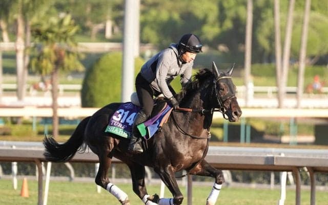 日本馬が１頭いるかどうか→大挙して遠征　なぜ北米のブリーダーズカップに挑戦する馬が増えたのか