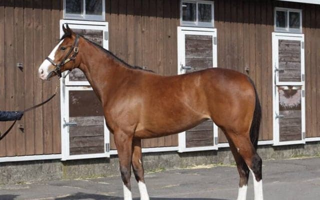 名牝ジェンティルドンナの子、エヴァンジェリーナがまもなくデビュー「母に似ている部分も見える」