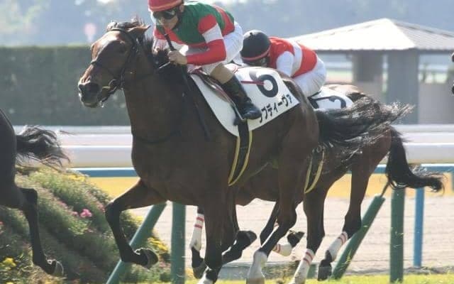 【京都4R新馬戦結果】ダイワメジャー産駒ラブディーヴァが2番手から抜け出しV