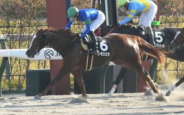 【もちの木賞結果】5番人気アンモシエラが押し切り2連勝