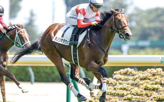 【デイリー杯2歳S見どころ】ダノンスコーピオンの全弟ダノンキラウェアが無傷2連勝狙う